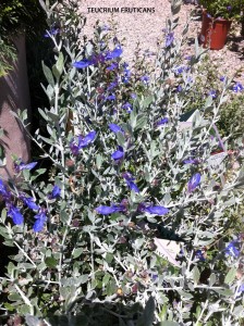 Teucrium fruticans - blossom